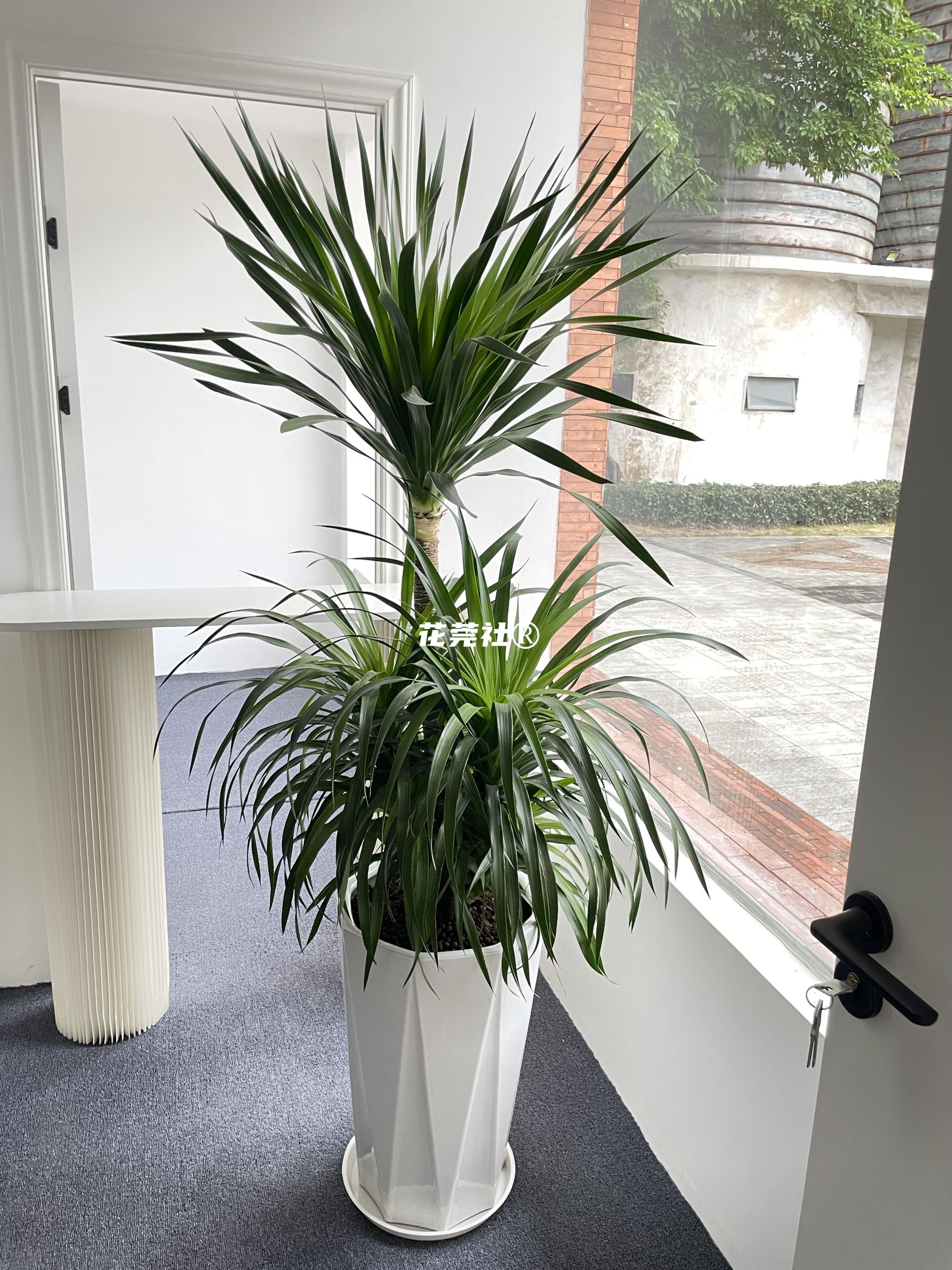 $data['plant_title']