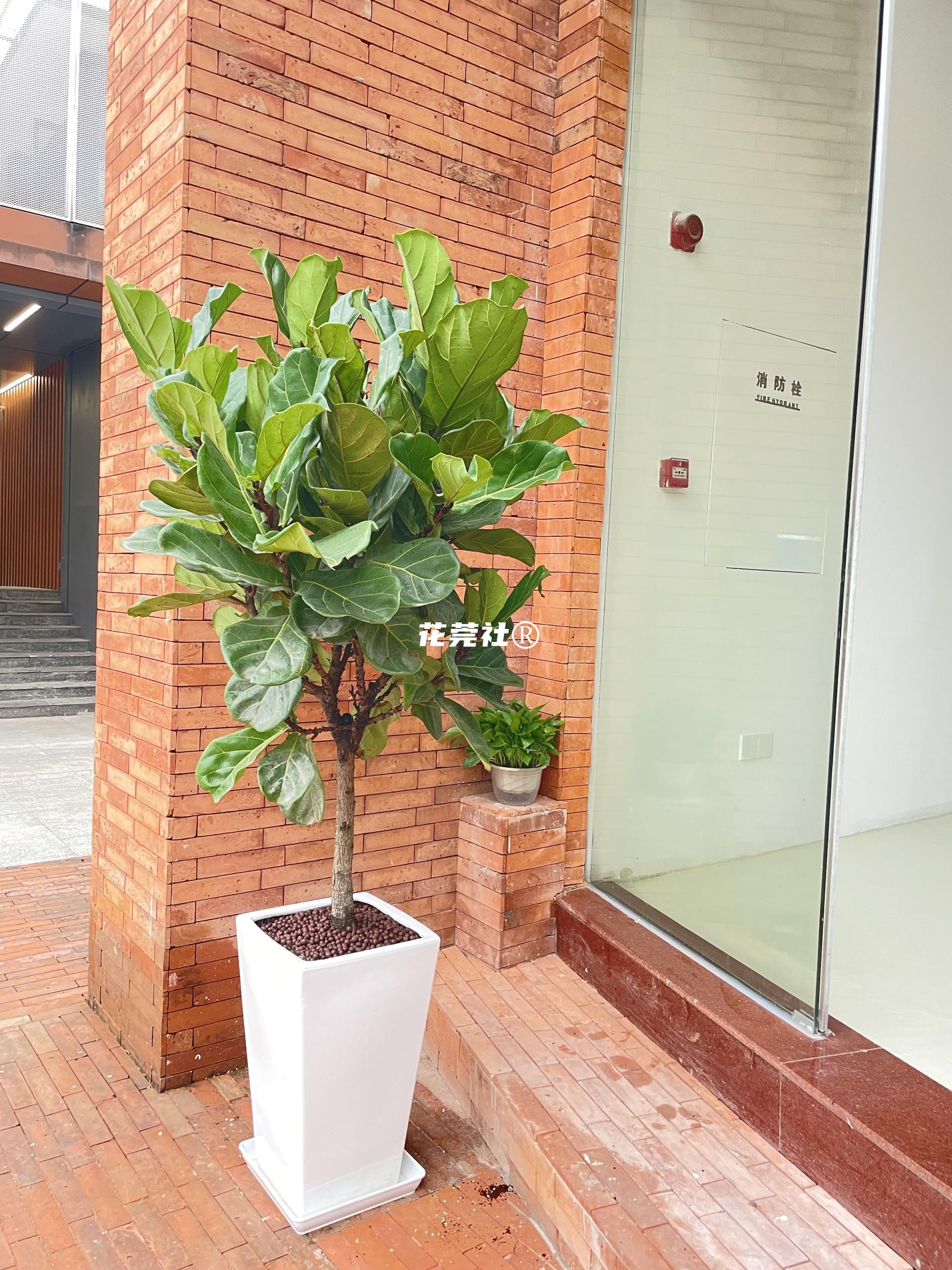 $data['plant_title']