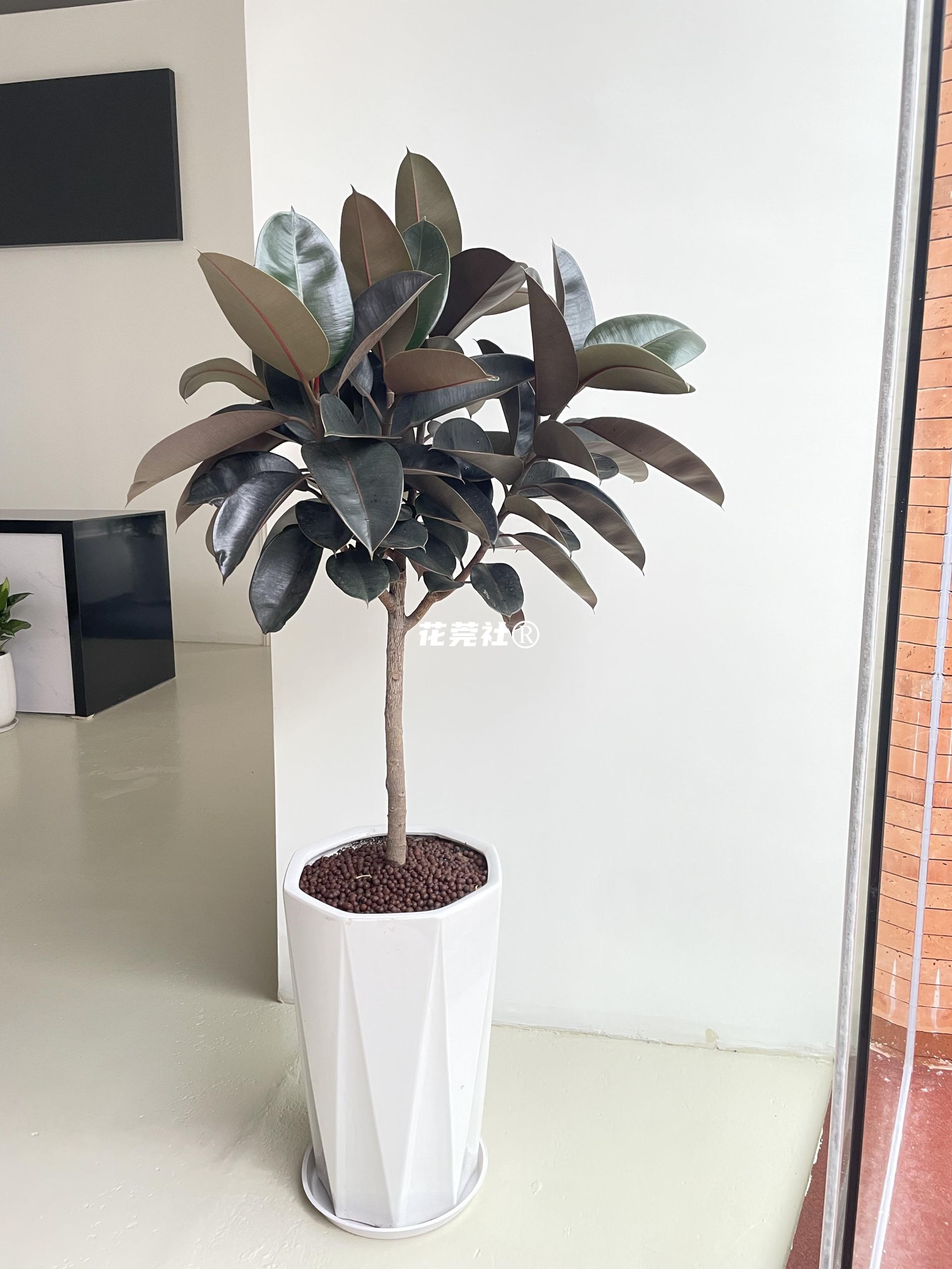 $data['plant_title']