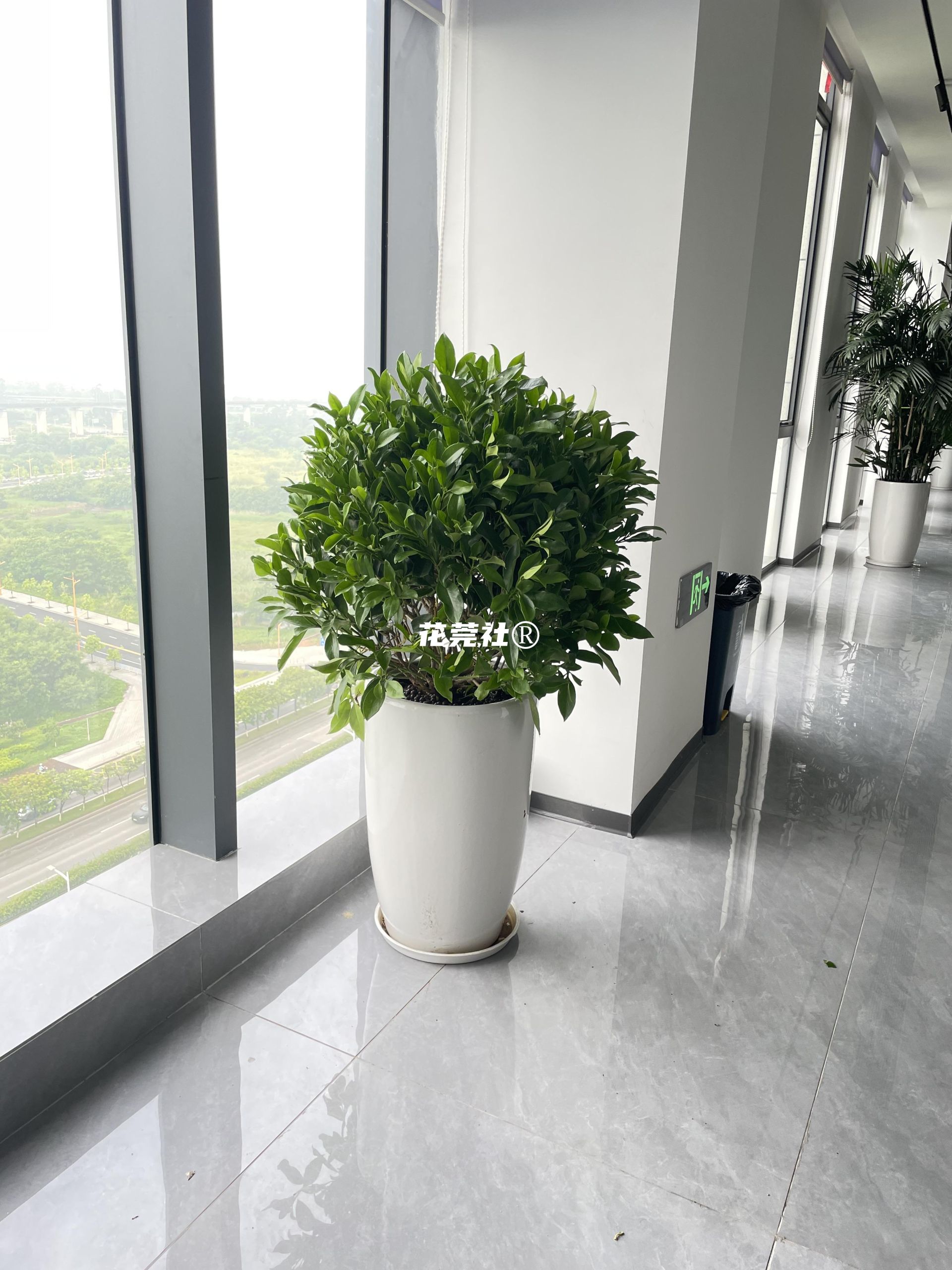 非洲茉莉