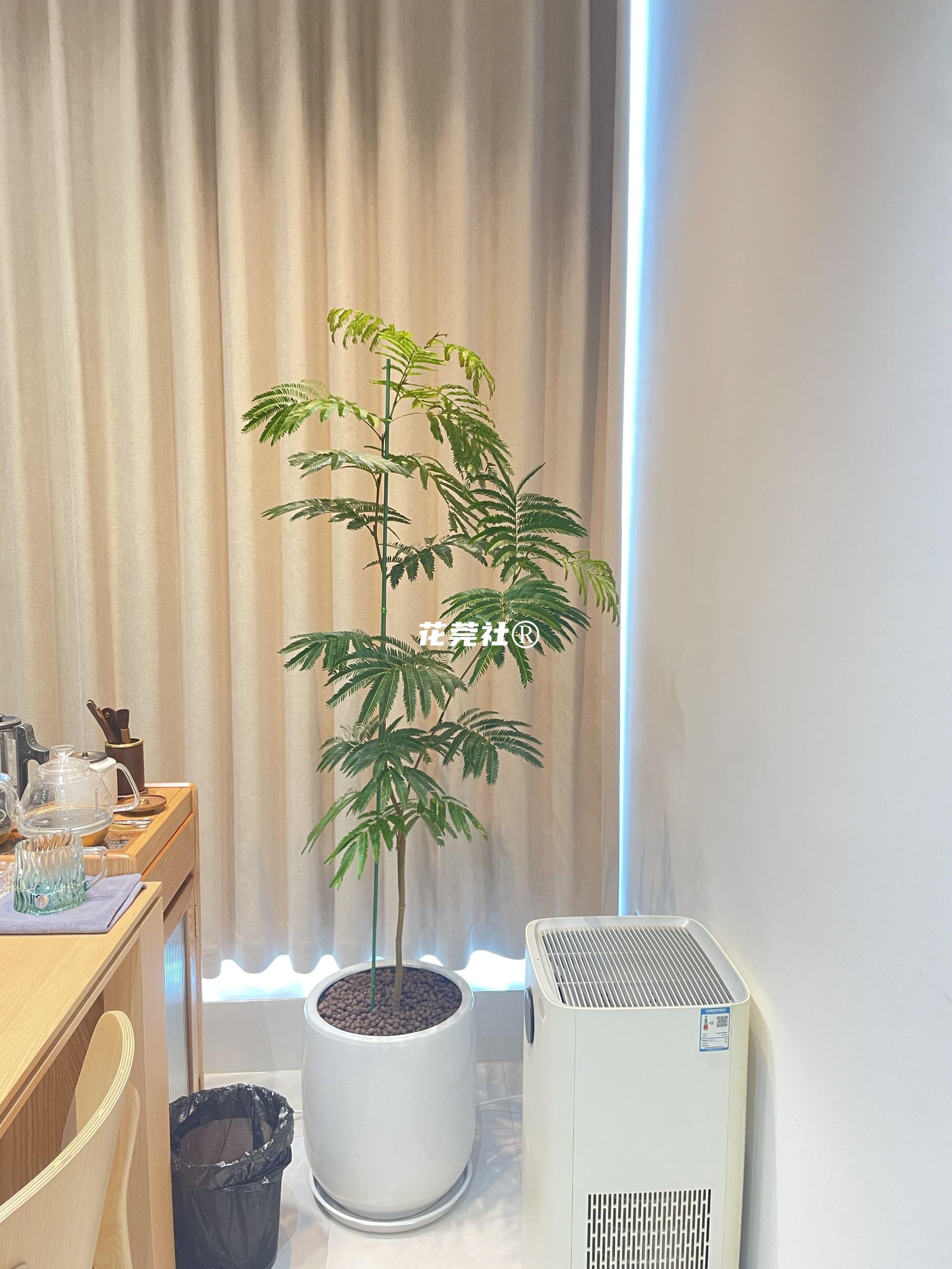 密叶猴耳环