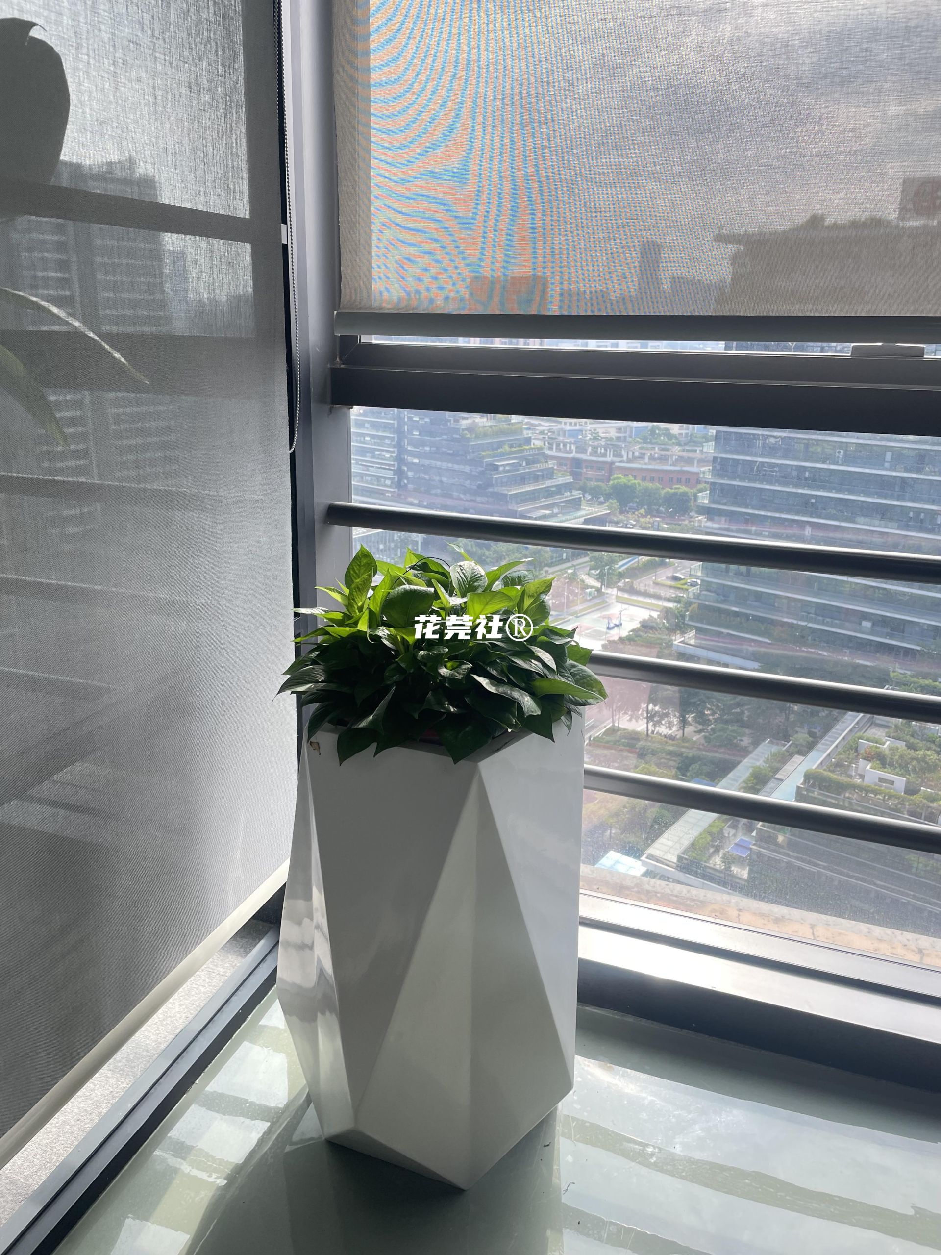 欧式铁艺绿萝