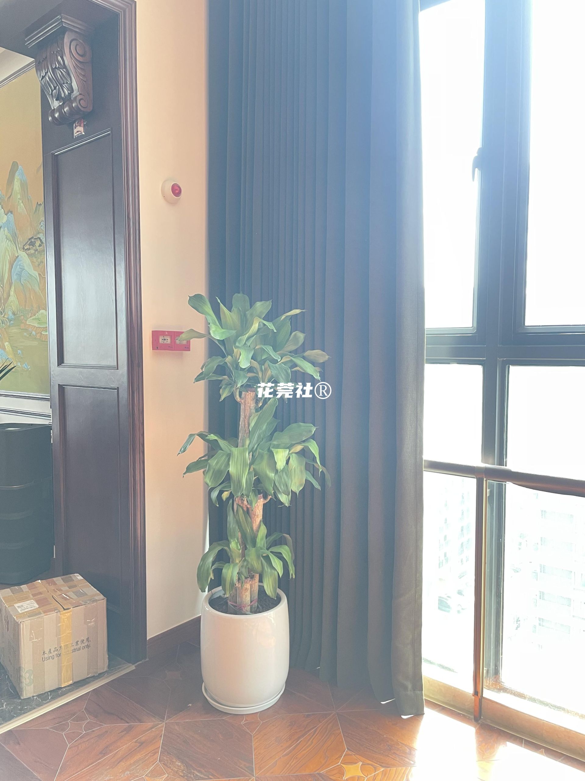 巴西木