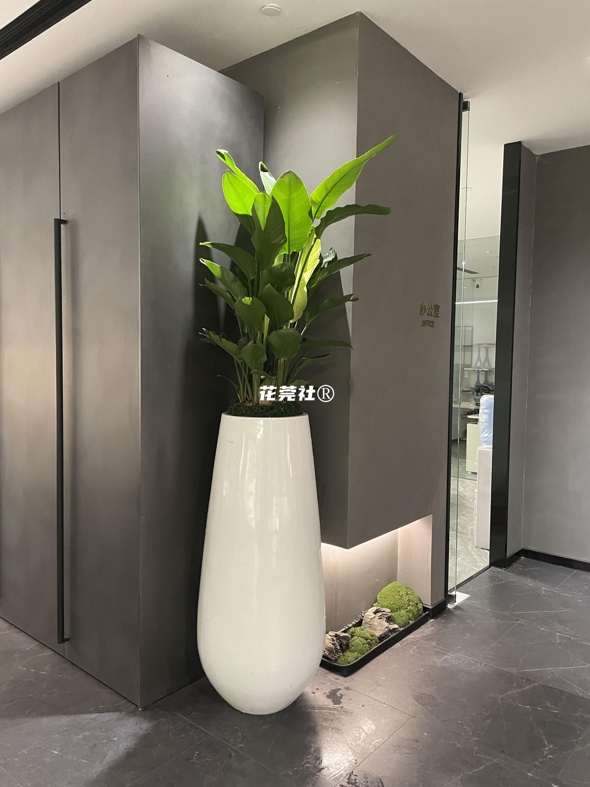 天堂鸟